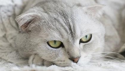 昌都高价上海医保提取2025的最新政策(2025年昌都上海医保怎么提取现金分享)