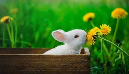 昌都怎么找黄牛代办的最新政策(2025年昌都怎么找黄牛代办业务分享)